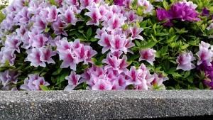 Thumbnail of post image 072