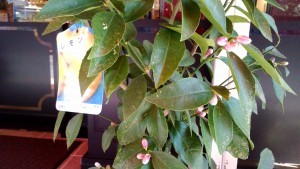 Thumbnail of post image 166