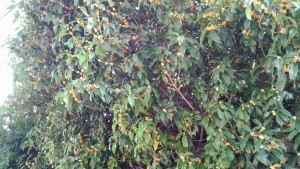 Thumbnail of post image 014